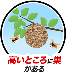 高いところに巣がある